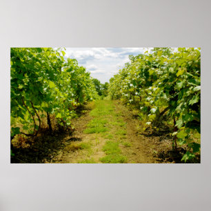 Poster Vineyard