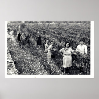 POSTER VINEYARD