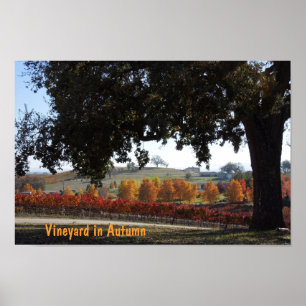 Poster: Vineyard and Oak Tree in Autumn Colours Poster