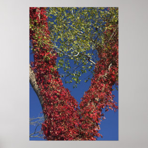 Poster Vins d'automne sur l'affiche des arbres