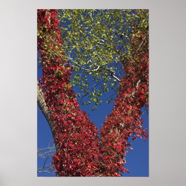 Poster Vins d'automne sur l'affiche des arbres (Devant)