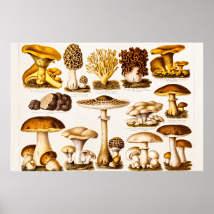 Poster Vintage 1800 s Mushroom Variety