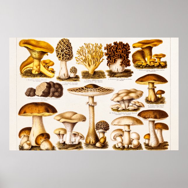 Poster Vintage 1800 s Mushroom Variety (Devant)