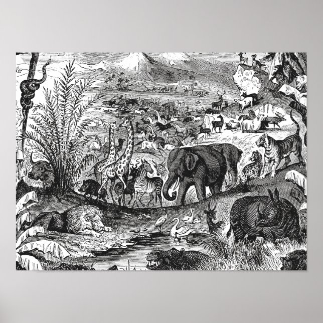 Poster Vintage 1800s Animaux d'Illustration d'animaux afr (Devant)