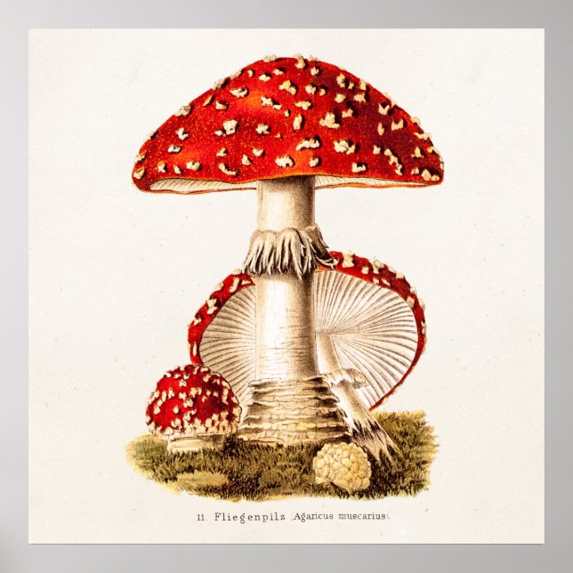 Poster Vintage 1800s Champignons rouges Modèle (Devant)