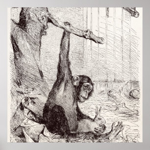 Poster Vintage 1800s Chimpanzé lapin lapin singe lapin ch