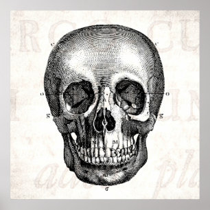 Poster Vintage 1800s Crâne Rétro Anatomique Anatomique vi
