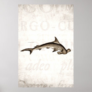 Poster Vintage 1800s Hammerhead Shark Old Hammer Head