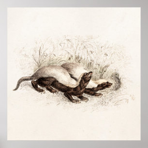 Poster Vintage 1800s Honey Badger Bee Hive Modèle Retro