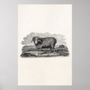 Poster Vintage 1800s Merino Sheep Ram Lamb Modèle