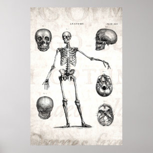 Poster Vintage 1800s Skeleton Antique Anatomy Skeletons