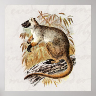 Poster Vintage 1800s Tree Kangaroo Old Kangaroos Template