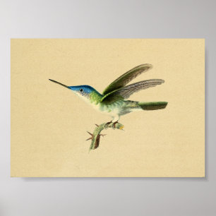 Poster Vintage 1830 Colibri Imprimer bleu vert