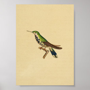 Poster Vintage 1830 Colibri Imprimer bleu vert