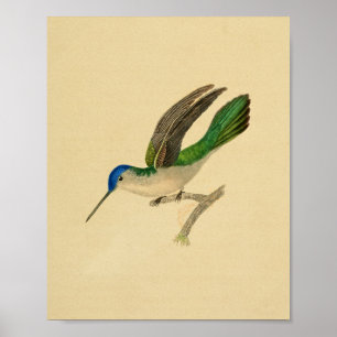 Poster Vintage 1830 Colibri Imprimer bleu vert