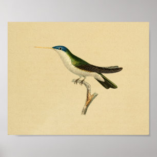 Poster Vintage 1830 Hummingbird Imprimer bleu vert