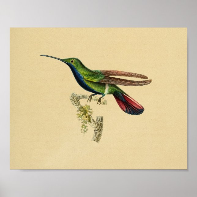 Poster Vintage 1830 Hummingbird Imprimer rouge bleu (Devant)