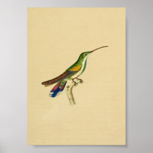 Poster Vintage 1830 Hummingbird Imprimer rouge bleu