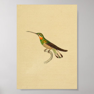 Poster Vintage 1830 Hummingbird Imprimer rouge vert