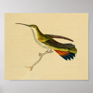 Poster Vintage 1830 Hummingbird Imprimer rouge vert