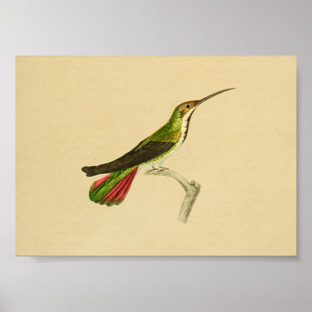 Poster Vintage 1830 Hummingbird Imprimer rouge vert (Devant)