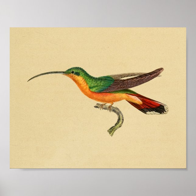 Poster Vintage 1830 Hummingbird Imprimer rouge vert (Devant)