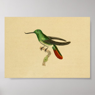 Poster Vintage 1830 Hummingbird Imprimer vert rouge