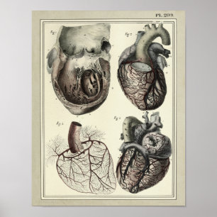 Poster Vintage 1831 Artères cardiaques Anatomie Imprimer