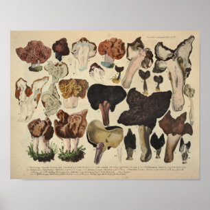 Poster Vintage 1831 Champignons de la variété de champign