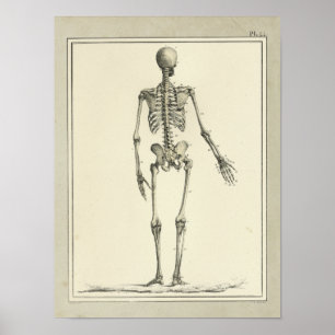Poster Vintage 1831 Skeleton Anatomy Print