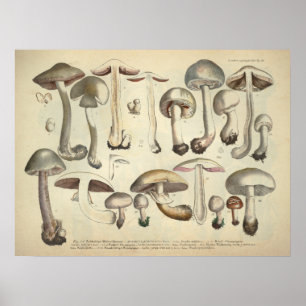 Poster Vintage 1831 Variété de champignons Blanc Brown Im