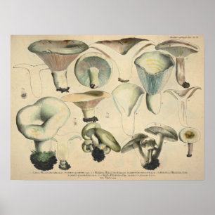 Poster Vintage 1831 Variété de champignons Bleu Brown Imp