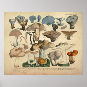 Poster Vintage 1831 Variété de champignons Bleu Brown Imp
