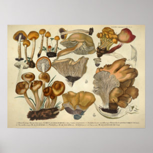Poster Vintage 1831 Variété de champignons Brown Imprimer