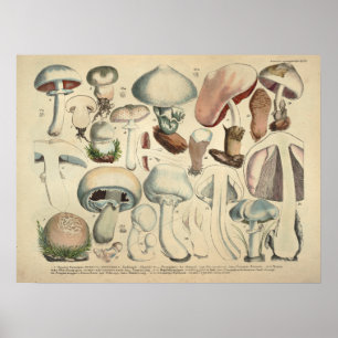 Poster Vintage 1831 Variété de champignons Casquette blan