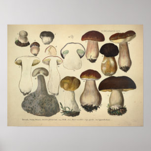 Poster Vintage 1831 Variété de champignons Casquette Brow