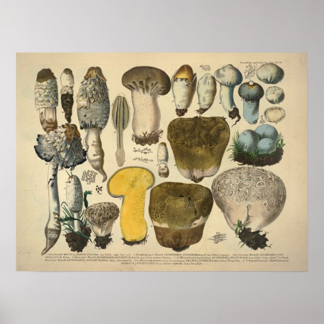 Poster Vintage 1831 Variété de champignons Jaune Brown Im (Devant)