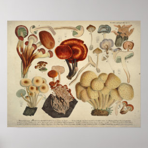 Poster Vintage 1831 Variété de champignons Jaune Brown Im