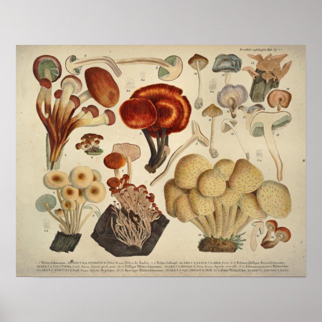 Poster Vintage 1831 Variété de champignons Jaune Brown Im (Devant)