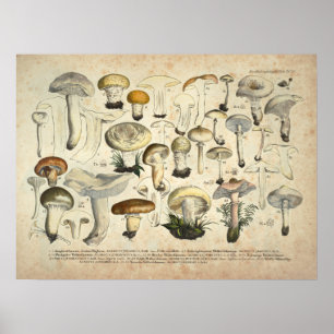 Poster Vintage 1831 Variété de champignons Jaune Brown Im