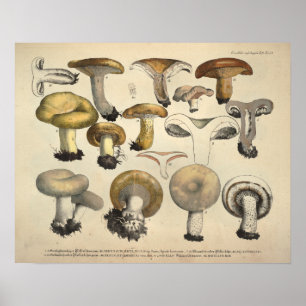 Poster Vintage 1831 Variété de champignons Jaune Brown Im
