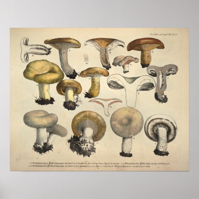 Poster Vintage 1831 Variété de champignons Jaune Brown Im (Devant)