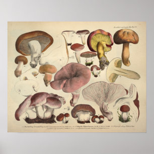 Poster Vintage 1831 Variété de champignons Jaune Brown Im