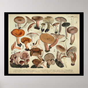 Poster Vintage 1831 Variété de champignons Orange Brown I