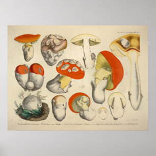 Poster Vintage 1831 Variété de champignons Orange Jaune I