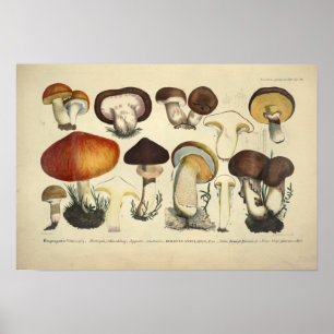 Poster Vintage 1831 Variété de champignons rouge jaune Im