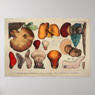 Poster Vintage 1831 Variété de champignons rouge jaune Im