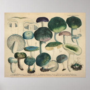 Poster Vintage 1831 Variété de champignons Vert Bleu Impr