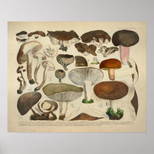 Poster Vintage 1831 Variété de champignons Vert Brown Imp
