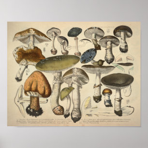 Poster Vintage 1831 Variété de champignons Vert Brown Imp
